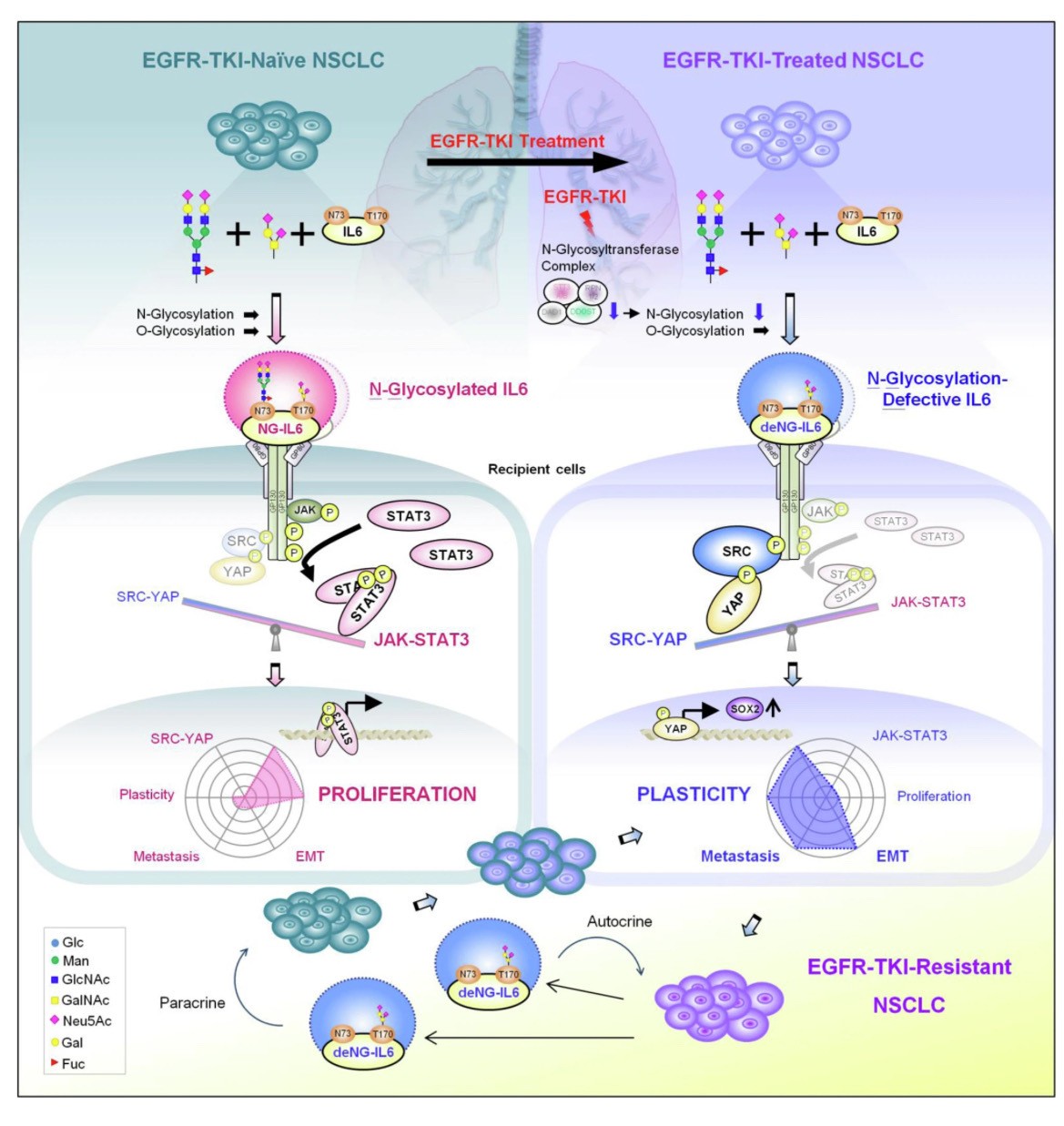 新利18软件官网教授蘇五洲癌症研究團隊花費10年，解開IL6分子如何調控下游訊息傳遞路徑選擇的謎題