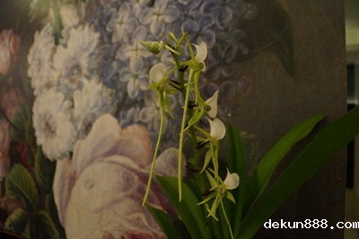 NCKU Research Team Unveils the Genome Sequence and Evolution of OrchidsImage