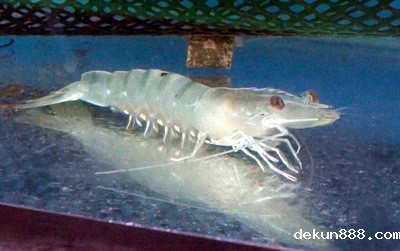 New Prospects for Shrimp Farming in TaiwanImage