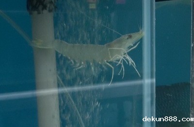 New Prospects for Shrimp Farming in TaiwanImage