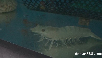 New Prospects for Shrimp Farming in TaiwanImage