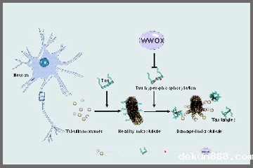 Solving the Mystery of Alzheimer's Disease and Dementia(Open new window)