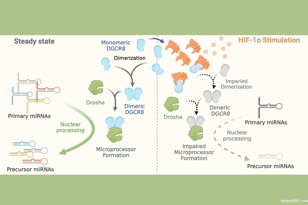 Unveiling the Non-Transcriptional Role of Transcription Factor: NCKU Team Sheds Light on a New Perspective in miRNA Regulation