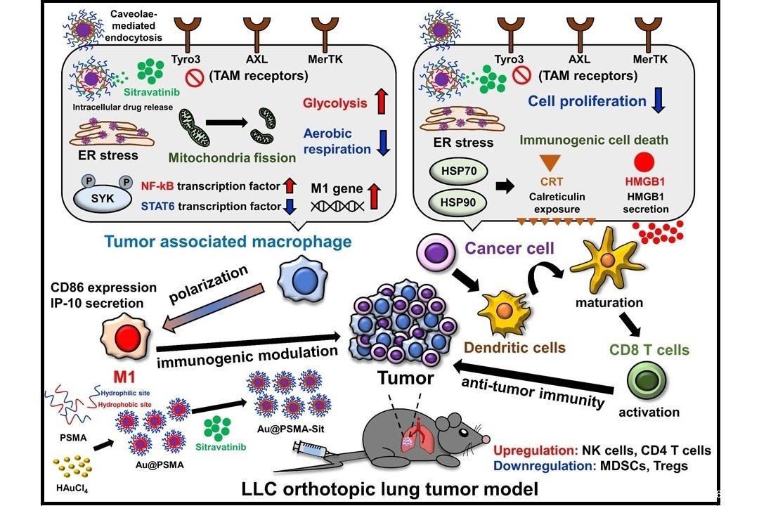 NCKU Research Team, Led by Prof. Win-Pin Su, Achieves Breakthrough in Lung Cancer Treatment: Published Study on Tumor Microenvironment Remodeling Using Nanotechnology in Prestigious Journal《 Nano Today 》