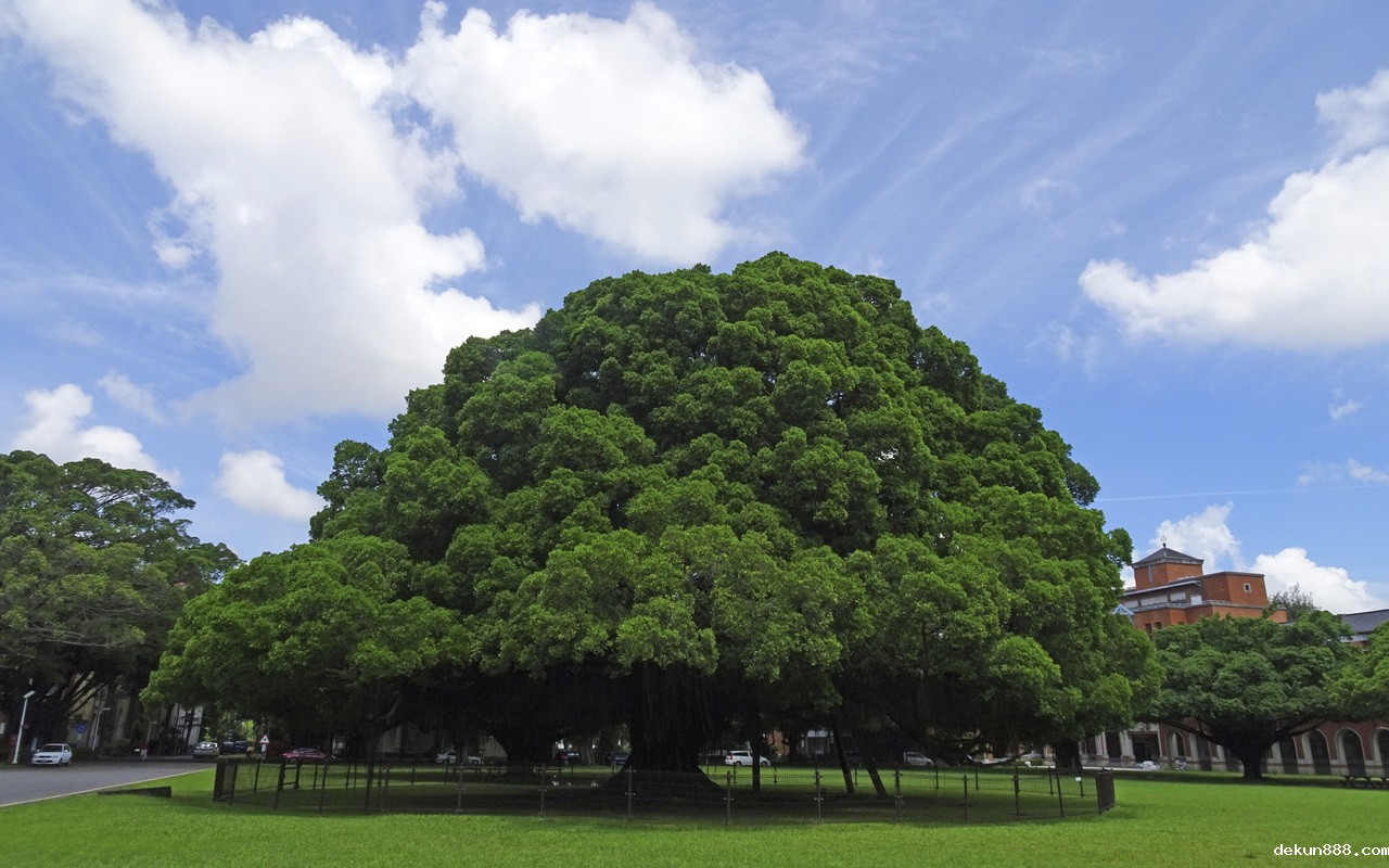Link toBanyan Tree 8X5