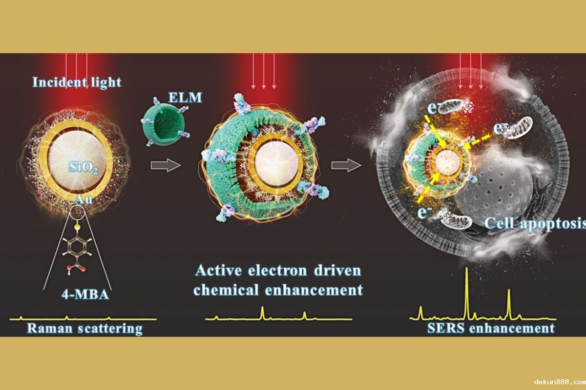 Revolutionizing Cancer Detection: A Label-Free Breakthrough That Lets Cancer Cells "Speak" for Ultra-Sensitive Monitoring of Cell Death and Trace DetectionImage