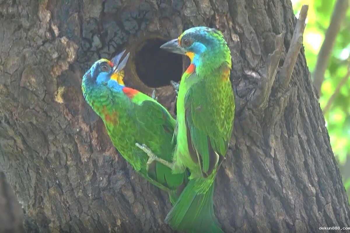 Green Campus Attracts Wildlife　Endangered Species Appear in NCKU