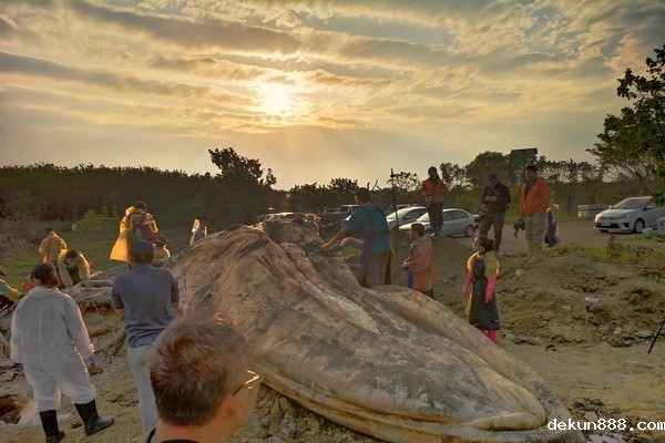 Blue Whale