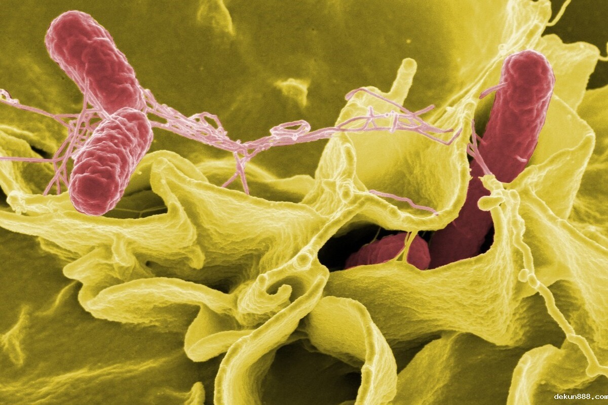 Risk of Non-typhoidal Salmonella Vascular Infection Increases with Atherosclerosis