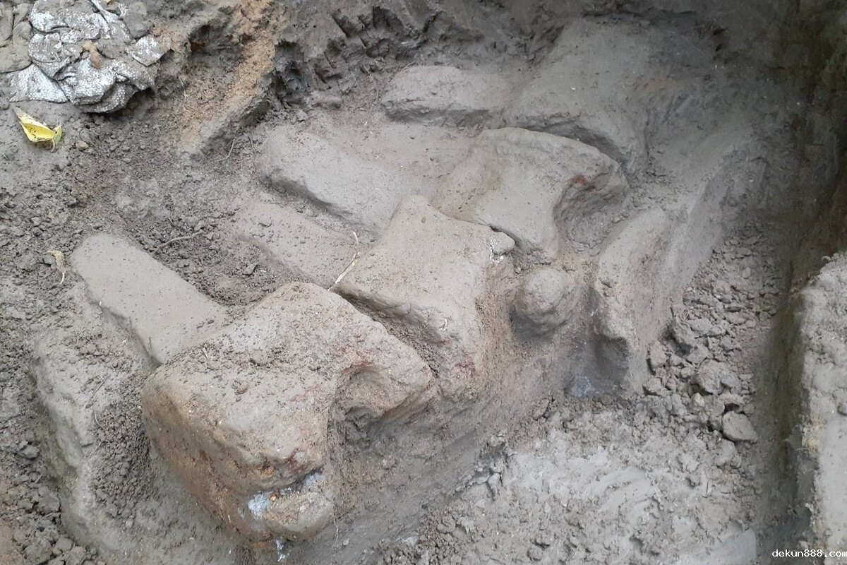 Over"whale"ming discovery! A team of scholars from NCKU and the National Museum of Natural Science jointly uncovered the most complete whale fossil in Taiwan's history